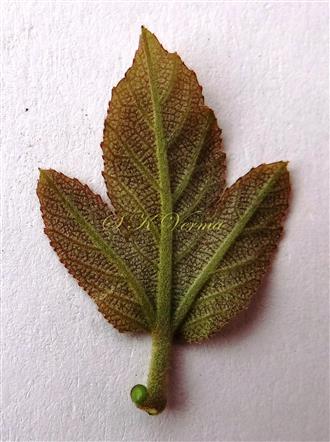  Young leaf- see petiolar glands